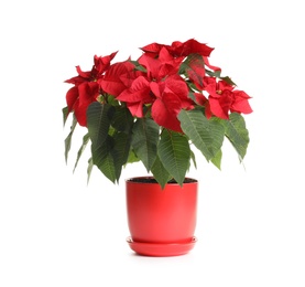 Photo of Pot with poinsettia (traditional Christmas flower) on white background