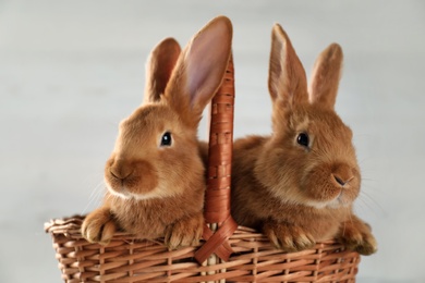 Photo of Cute bunnies in wicker basket on light background. Easter celebration