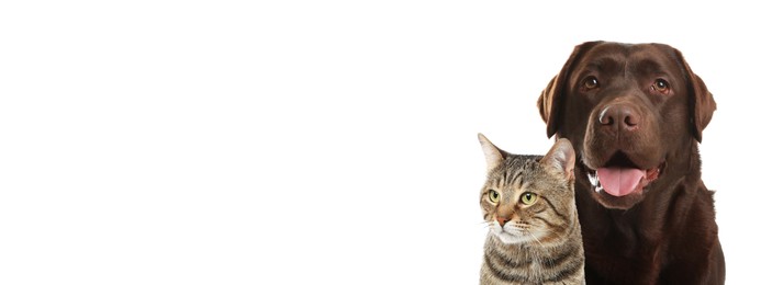 Image of Happy pets. Chocolate Labrador Retriever and cute tabby cat on white background. Banner design