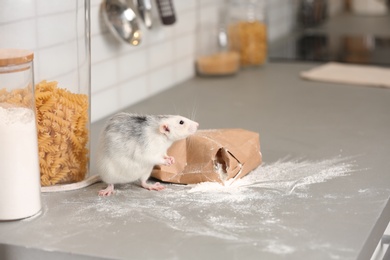 Photo of Rat near gnawed bag of flour on kitchen counter. Household pest