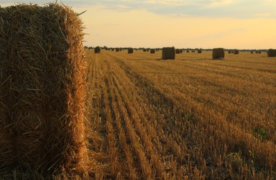 Photo of Beautiful view of agricultural field with hay bales