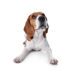 Photo of Beautiful beagle dog on white background. Adorable pet