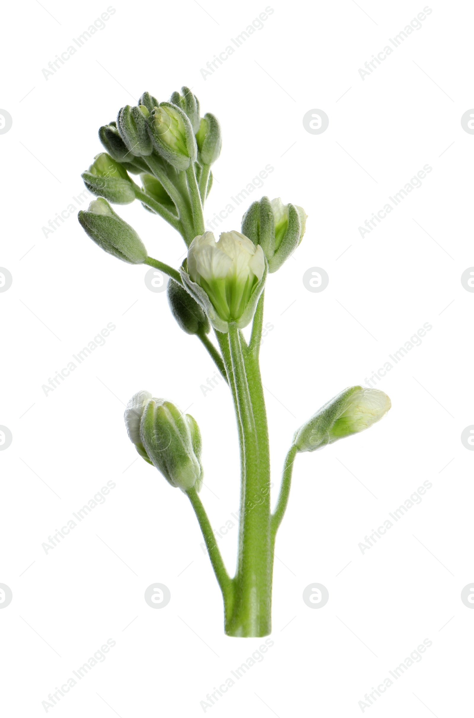 Photo of Tender buds of stock flower isolated on white