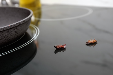 Photo of Dead cockroaches on stove in kitchen. Pest control