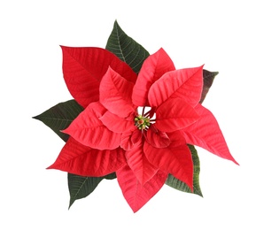 Beautiful Poinsettia isolated on white, top view. Traditional Christmas flower