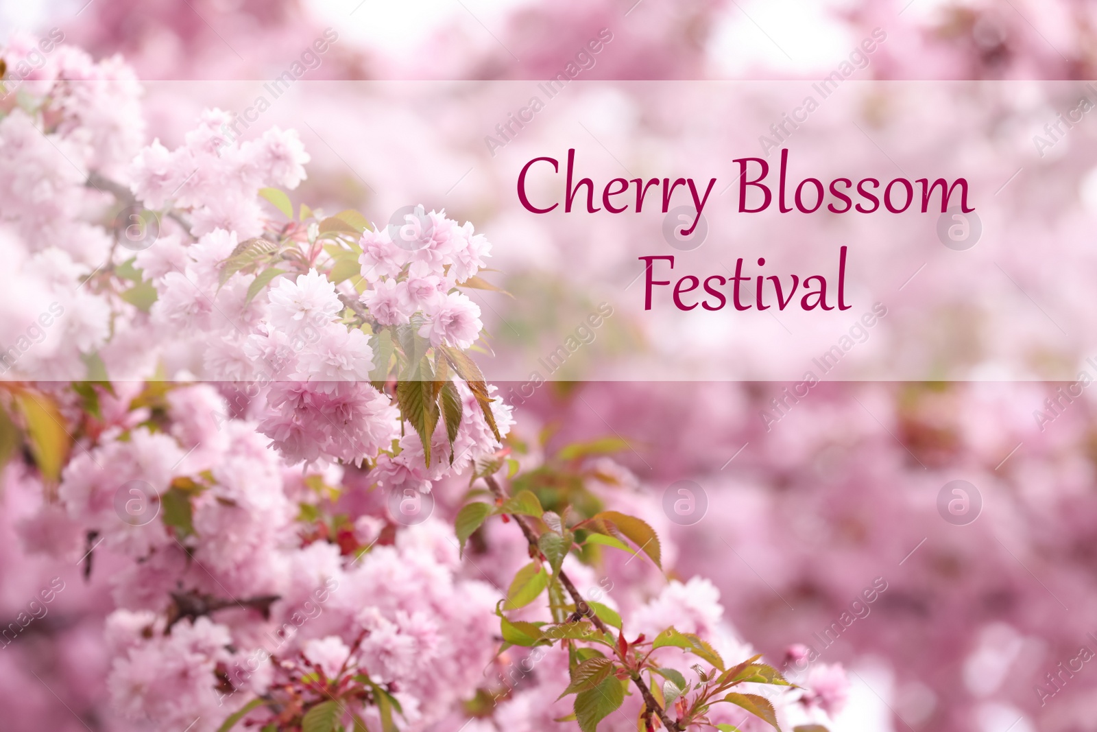 Image of Cherry Blossom Festival. Beautiful blossoming pink sakura tree outdoors