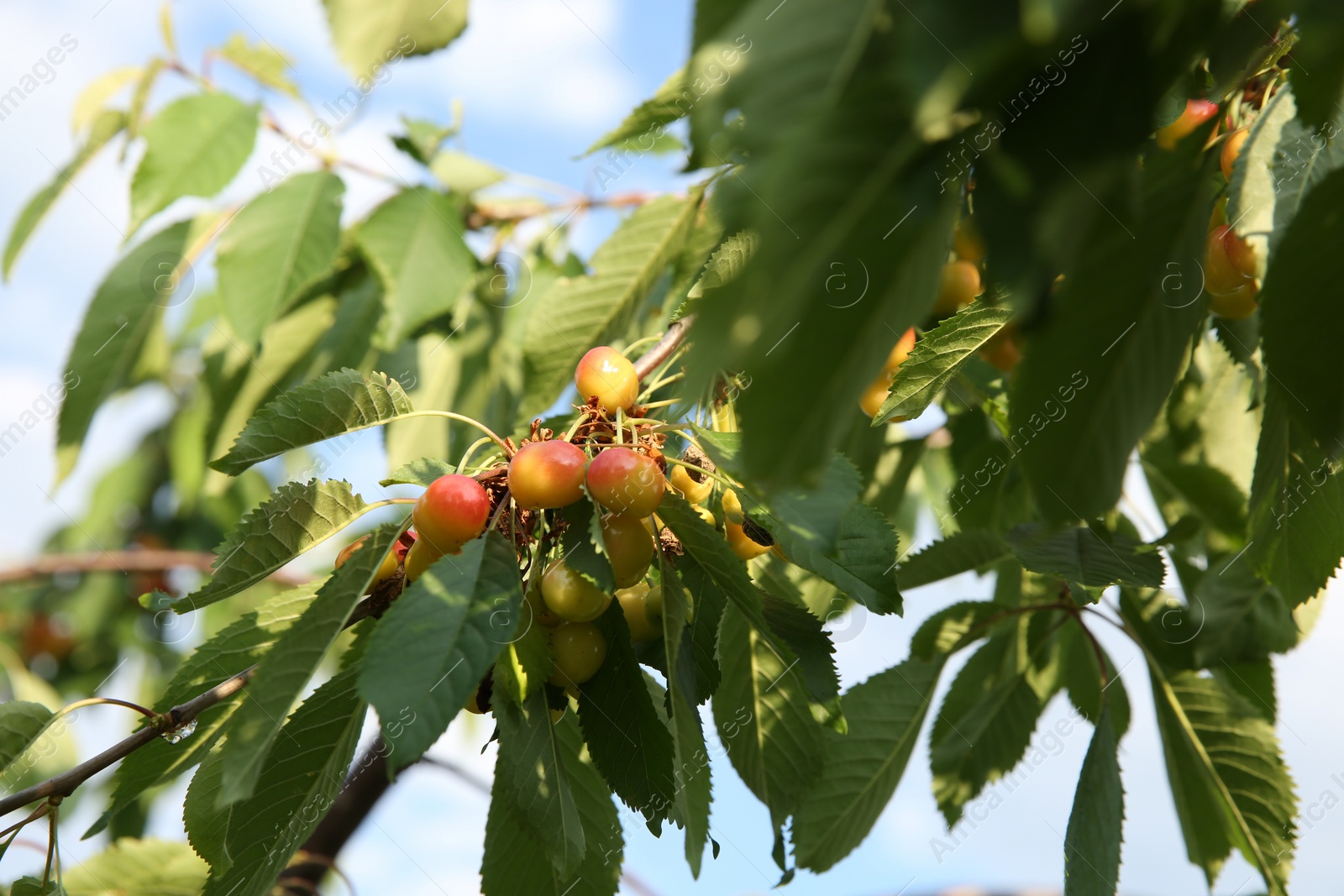 Photo of Cherry tree with green leaves and unripe berries growing outdoors, closeup