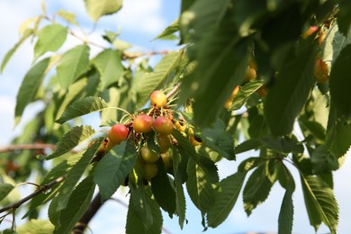 Cherry tree with green leaves and unripe berries growing outdoors, closeup