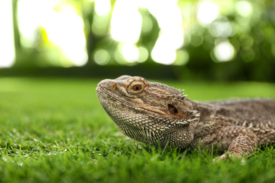 Bearded lizard (Pogona barbata) on green grass. Exotic pet