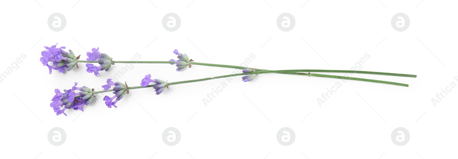 Photo of Beautiful aromatic lavender flowers isolated on white, top view