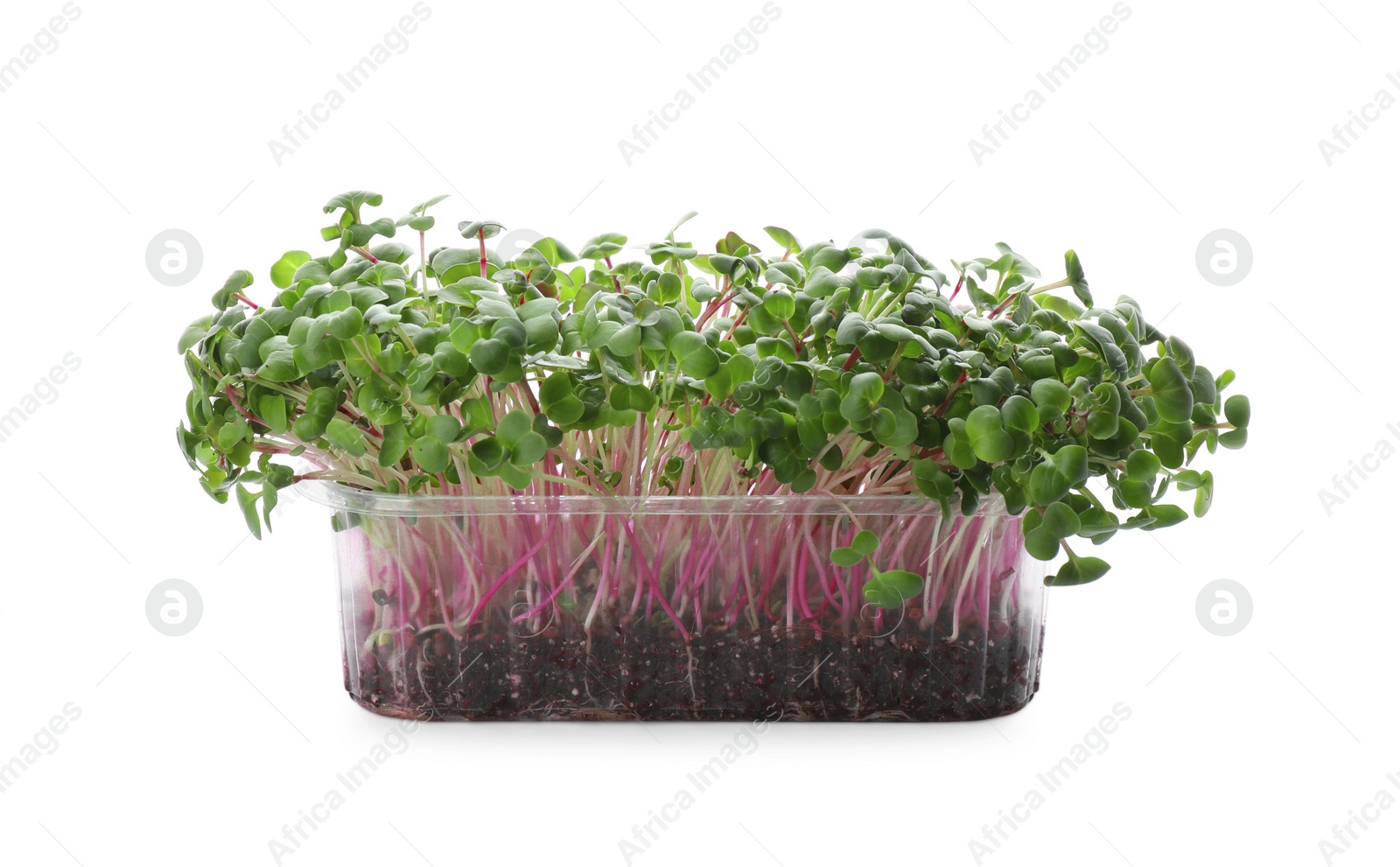 Photo of Fresh radish microgreens in plastic container on white background