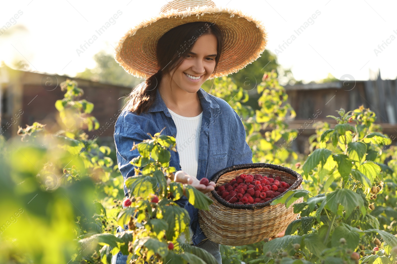 Photo of Happy woman with wicker basket picking ripe raspberries from bush outdoors