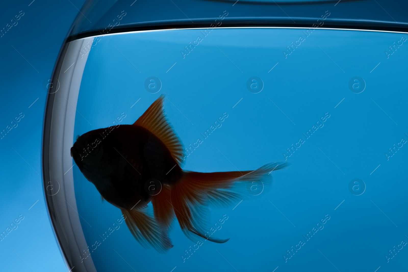 Photo of Beautiful goldfish in aquarium on blue background, closeup