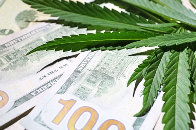 Photo of Green hemp leaves and money as background, closeup