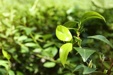 Photo of Green leaves of tea plant on blurred background