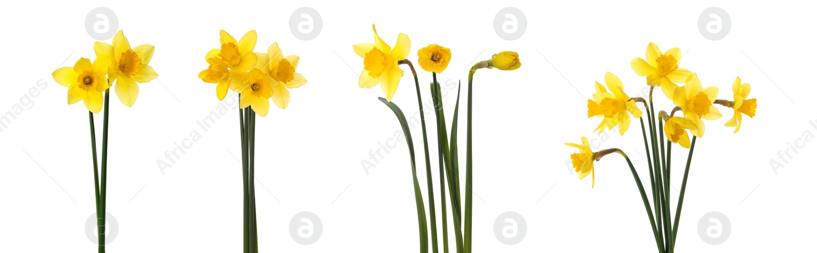 Image of Set with beautiful yellow daffodils on white background. Banner design