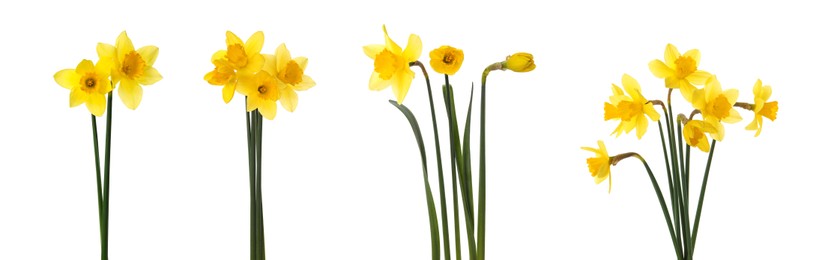 Image of Set with beautiful yellow daffodils on white background. Banner design