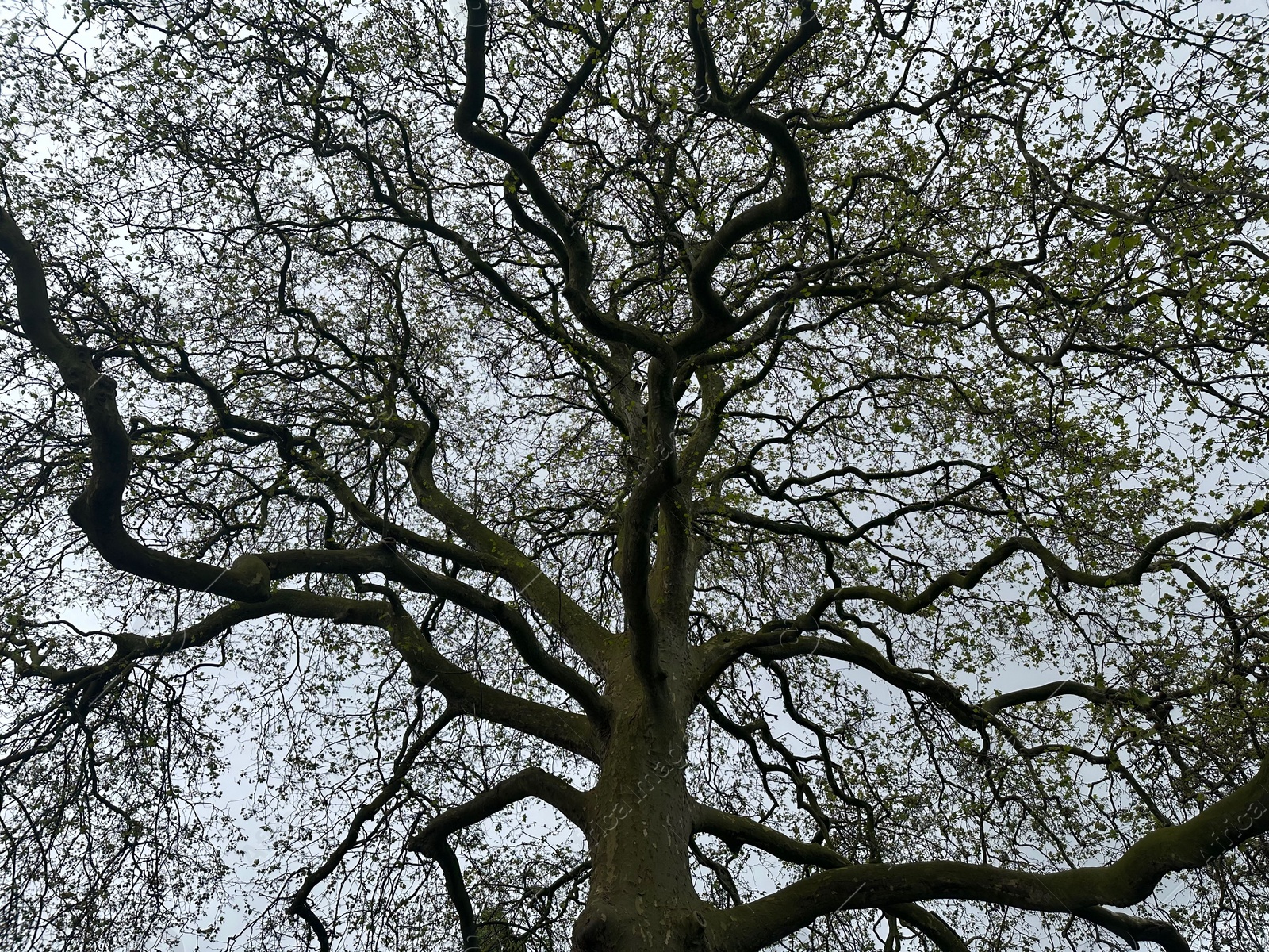 Photo of Beautiful tree growing outdoors, low angle view