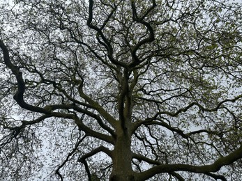 Photo of Beautiful tree growing outdoors, low angle view
