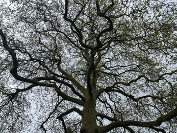 Beautiful tree growing outdoors, low angle view