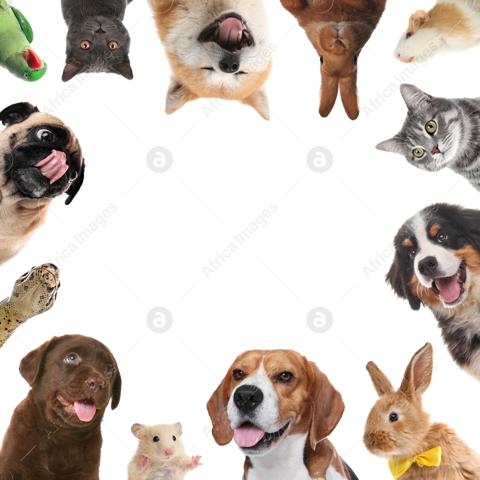 Cute different animals on white background, collage Image of Cute different animals on white background, collage