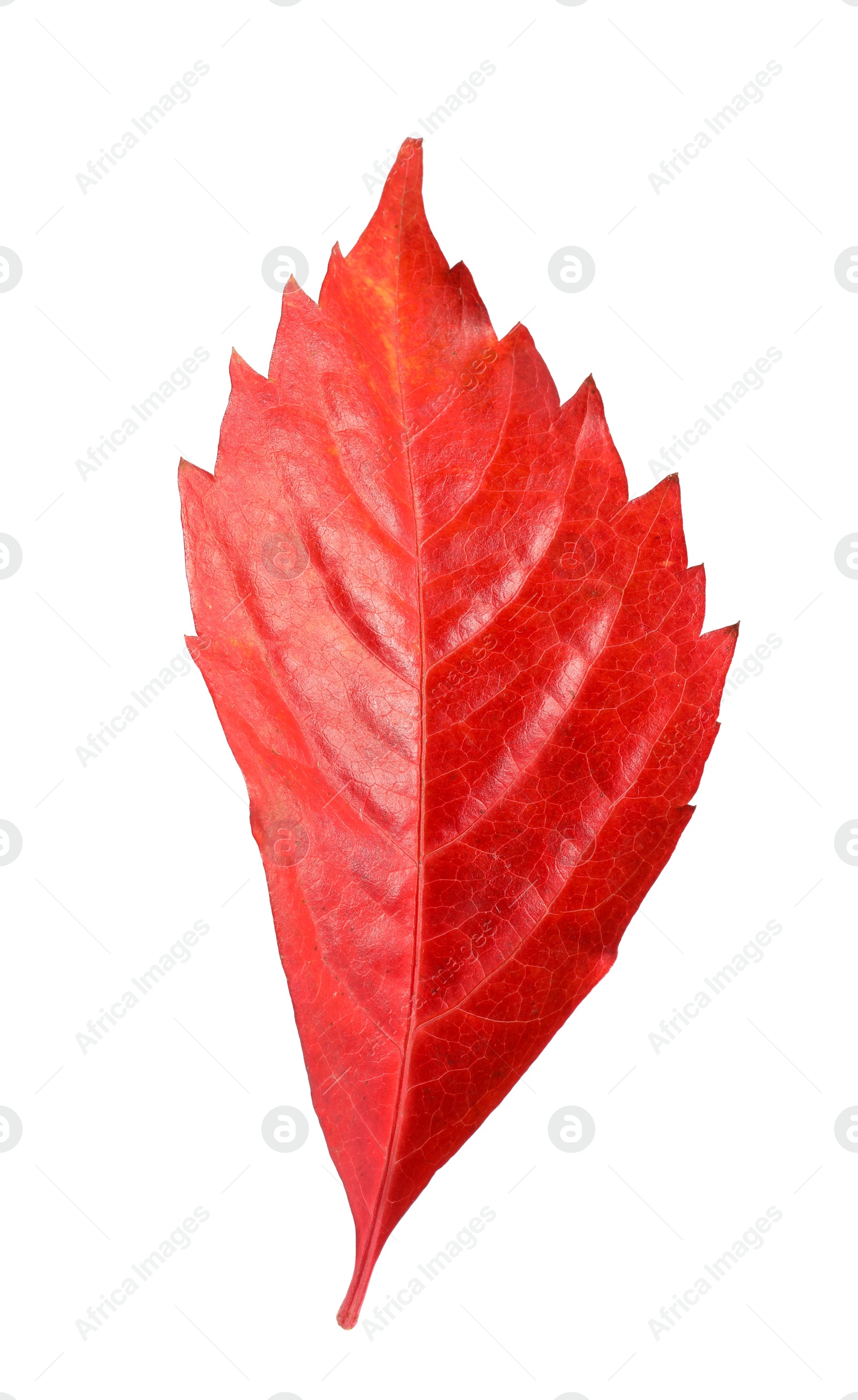 Photo of One beautiful red leaf isolated on white. Autumn season