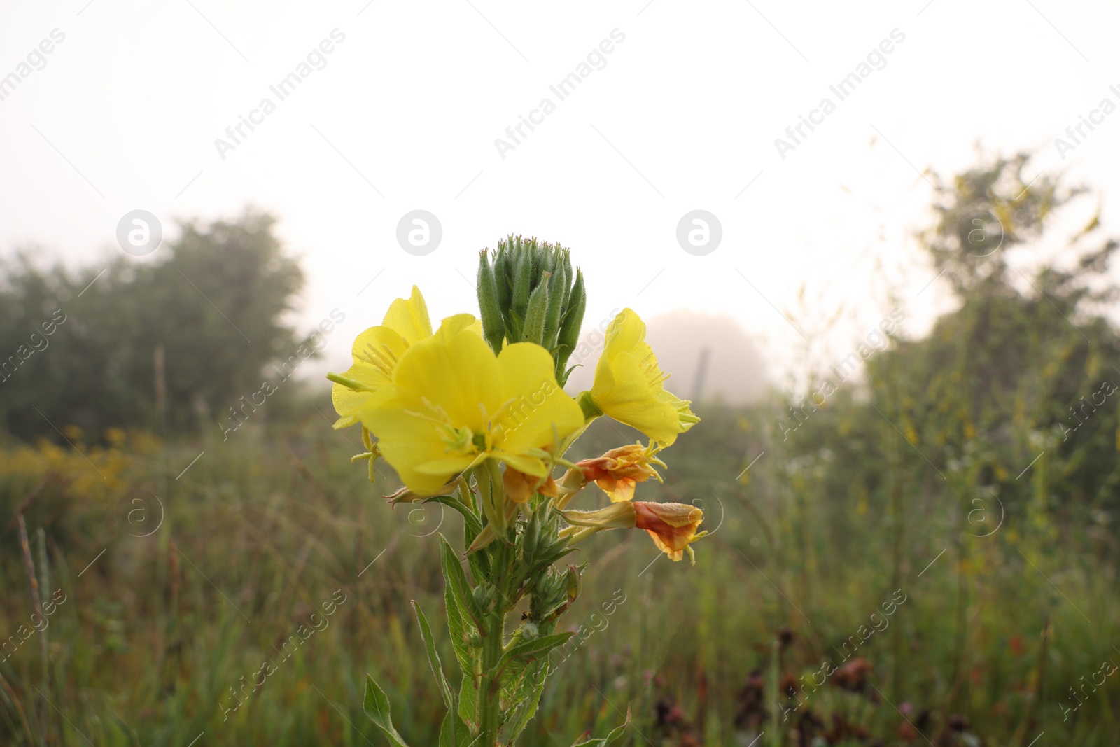 Photo of Beautiful Oenothera plant with yellow flowers growing outdoors on summer day, closeup