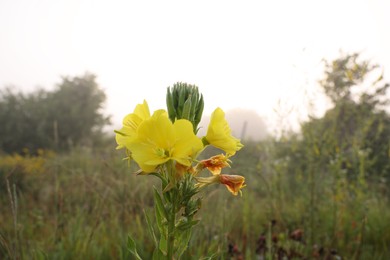 Photo of Beautiful Oenothera plant with yellow flowers growing outdoors on summer day, closeup