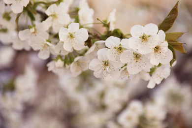 Photo of Closeup view of beautiful blossoming tree on spring day outdoors