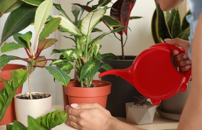 Woman watering indoor plants near wall at home, closeup