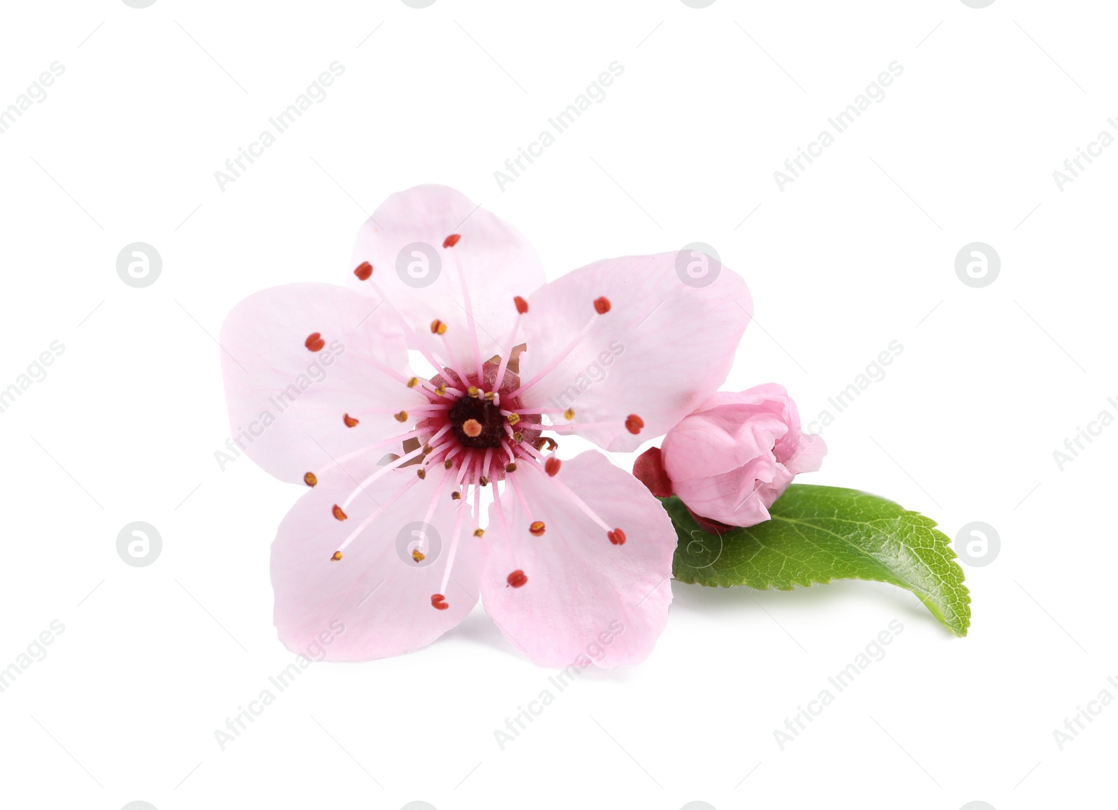 Photo of Beautiful pink sakura tree blossoms with green leaf isolated on white