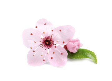 Photo of Beautiful pink sakura tree blossoms with green leaf isolated on white