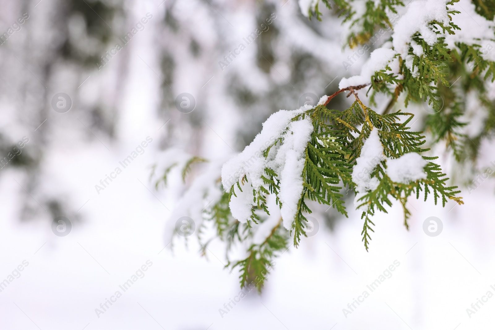 Photo of Fir tree branch covered with snow in winter park, space for text