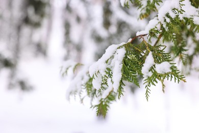 Fir tree branch covered with snow in winter park, space for text