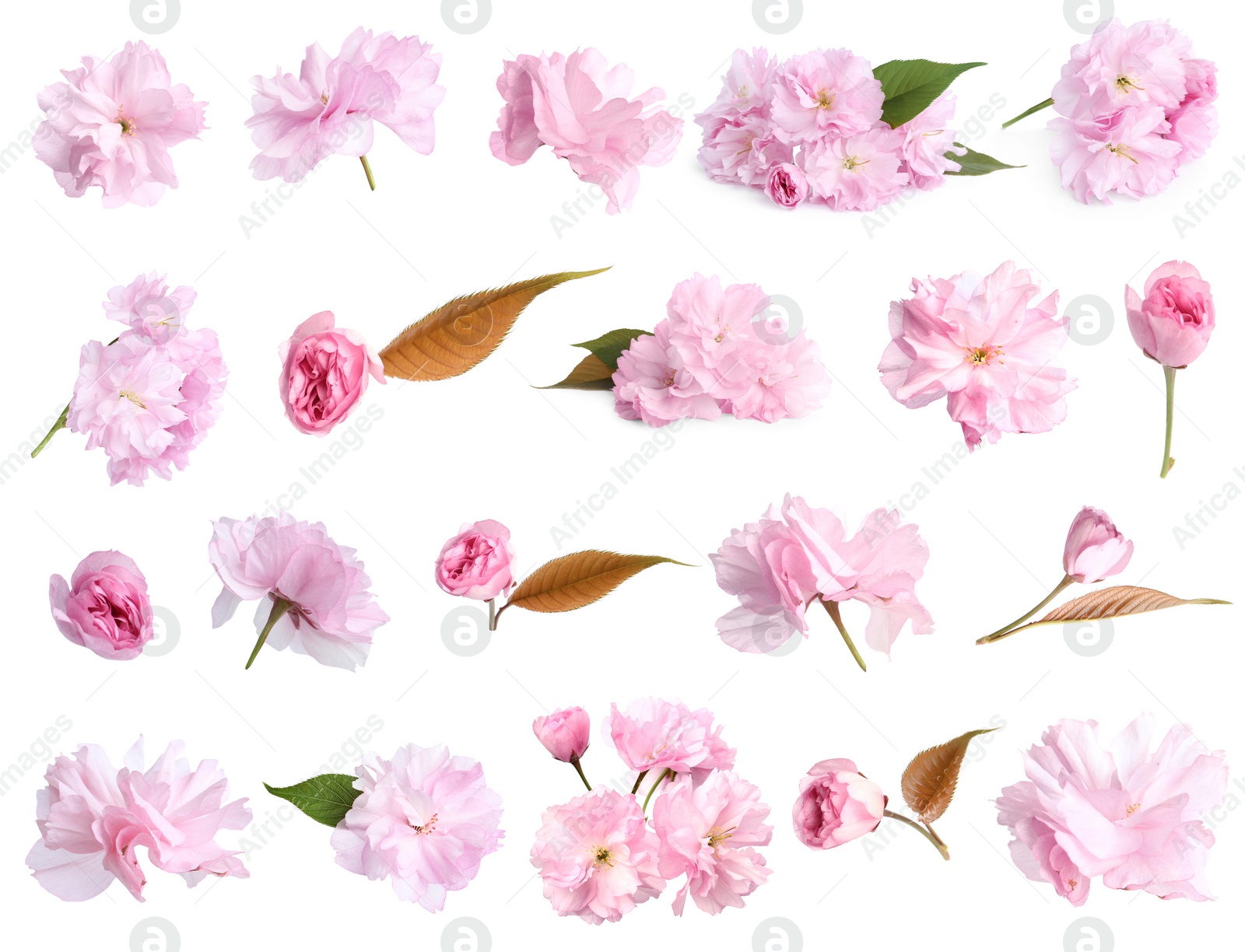 Image of Set of beautiful sakura blossoms on white background. Spring season