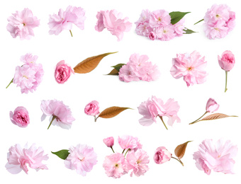 Set of beautiful sakura blossoms on white background. Spring season