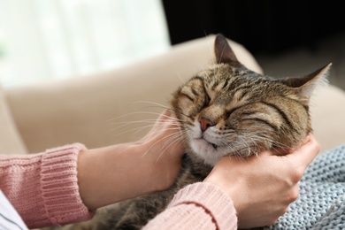 Photo of Cute tabby cat with owner on sofa, closeup. Friendly pet