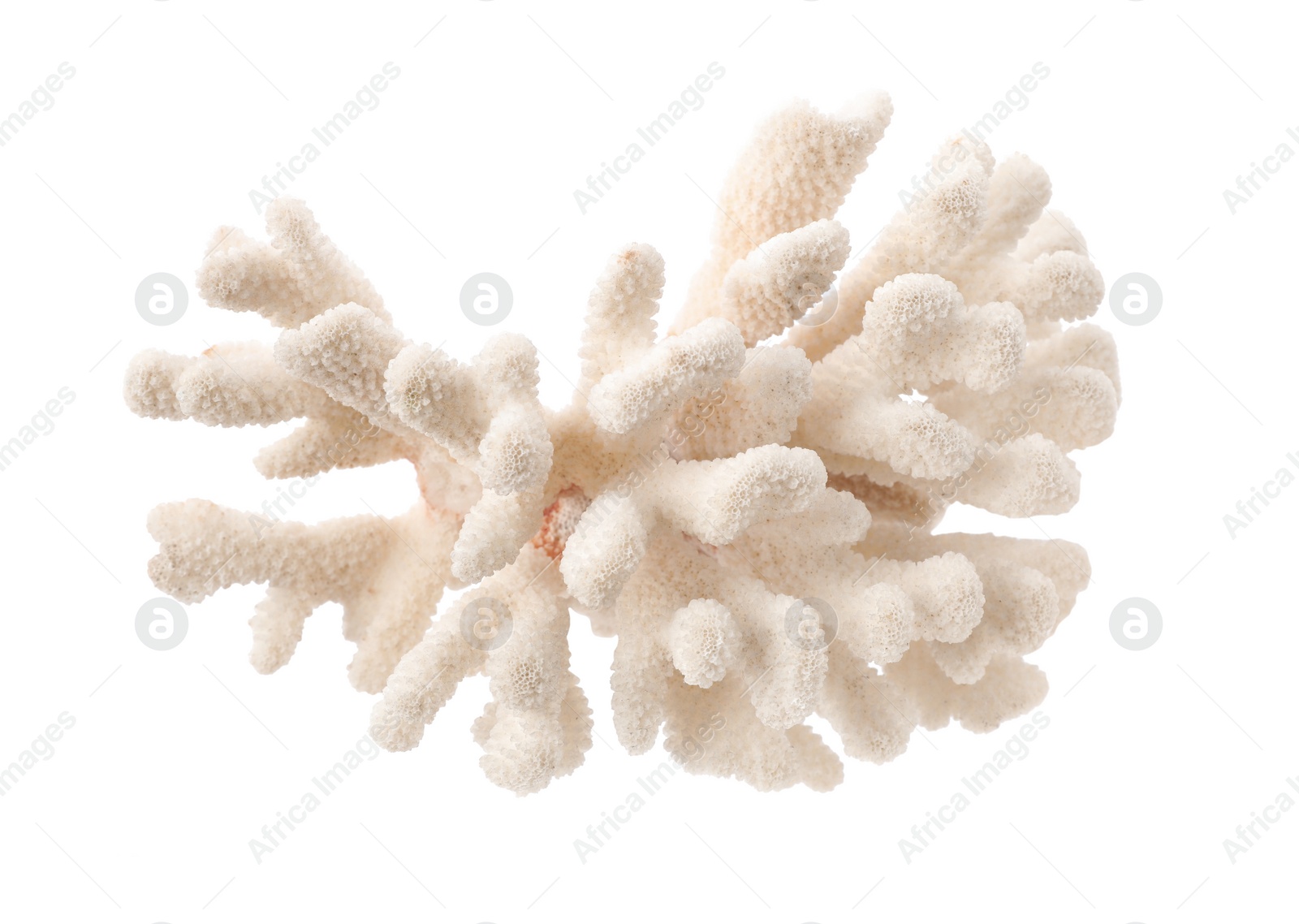 Photo of Beautiful exotic sea coral isolated on white, top view