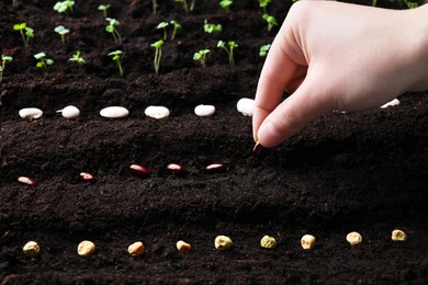 Woman planting beans in fertile soil, closeup. Vegetable seeds