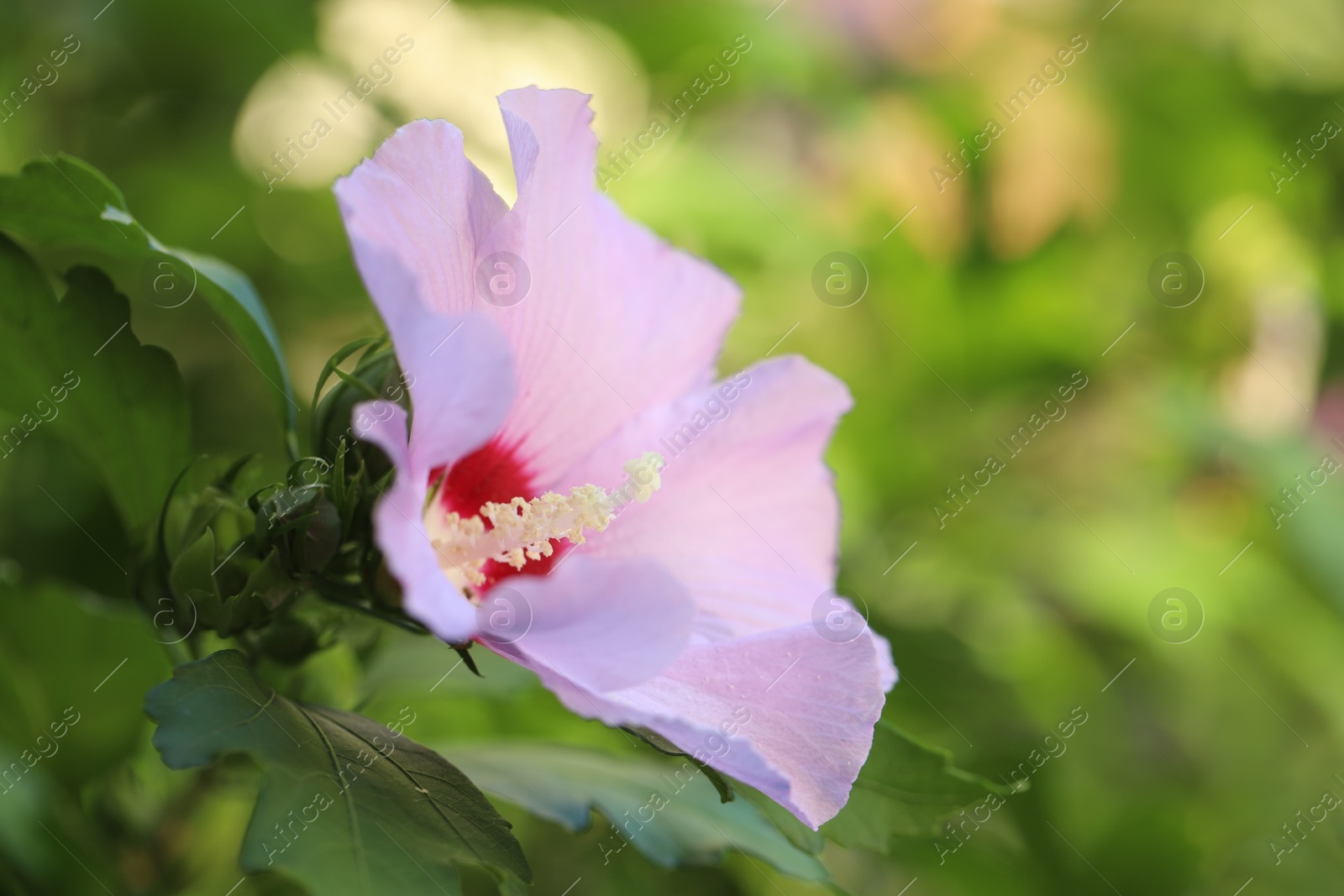 Photo of Beautiful pink hibiscus flower growing outdoors, closeup