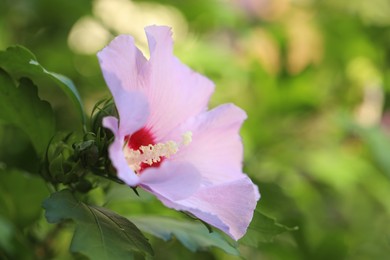 Beautiful pink hibiscus flower growing outdoors, closeup