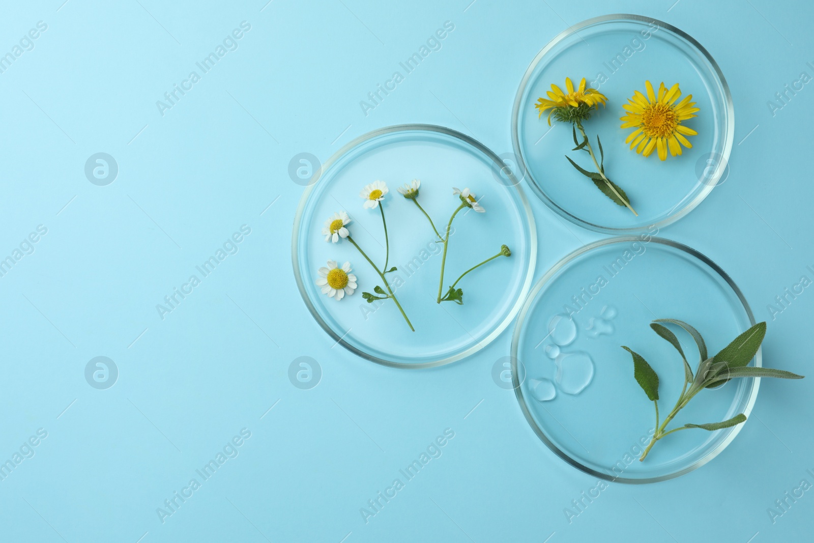 Photo of Flat lay composition with Petri dishes and plants on light blue background. Space for text