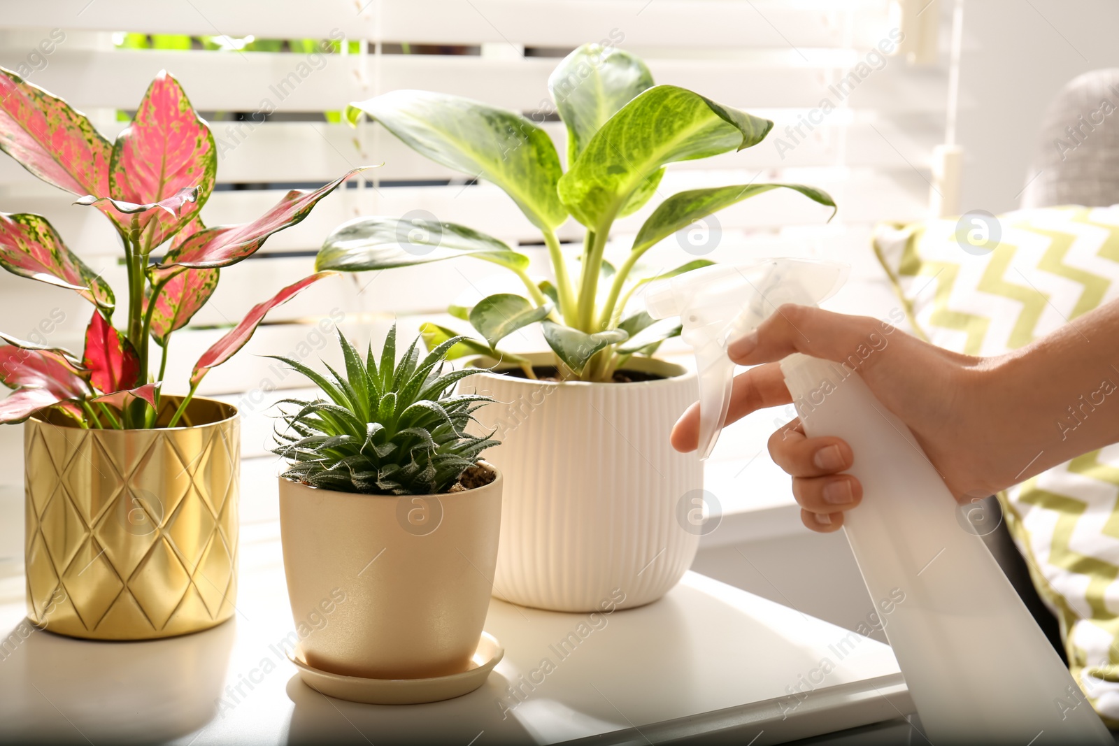 Photo of Woman spraying beautiful houseplants near window indoors, closeup