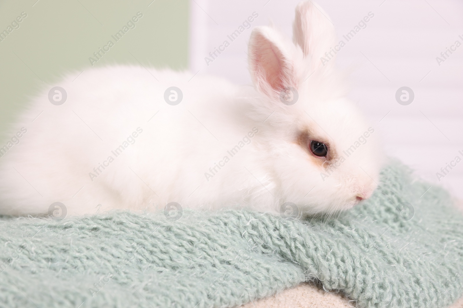 Photo of Fluffy white rabbit on soft blanket. Cute pet