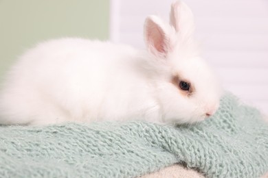 Photo of Fluffy white rabbit on soft blanket. Cute pet