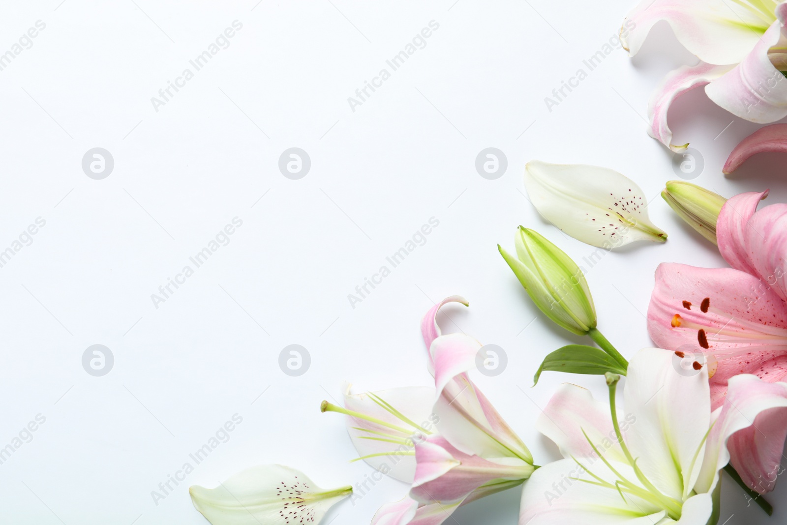 Photo of Flat lay composition with beautiful blooming lily flowers on white background