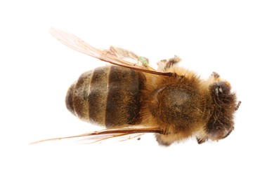 Photo of One fluffy honey bee isolated on white, top view