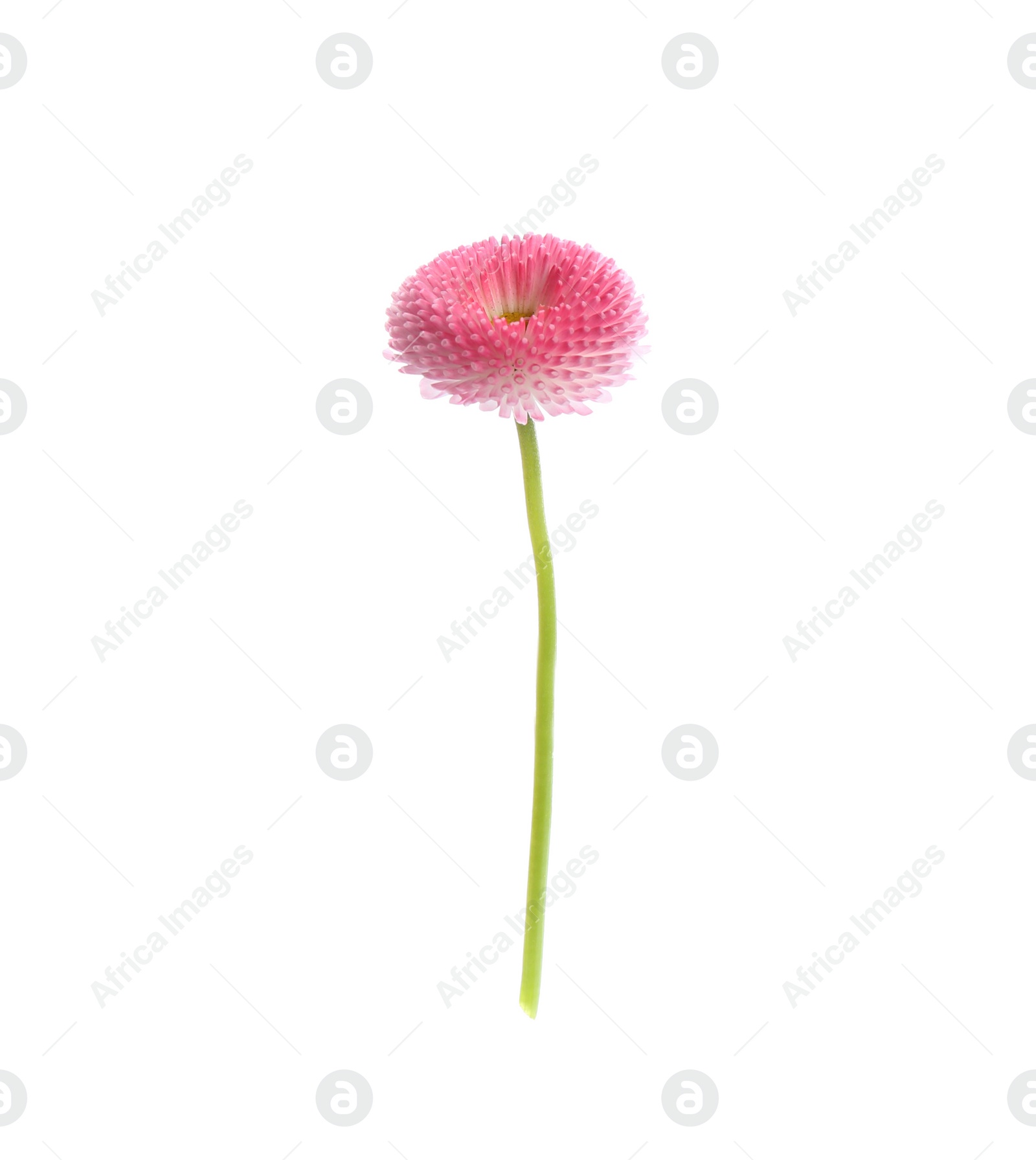 Photo of Beautiful spring daisy flower isolated on white