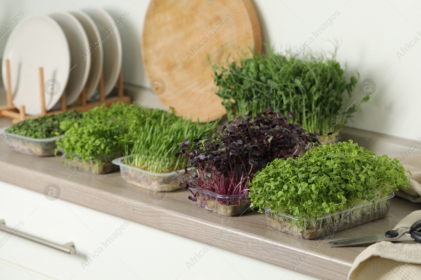 Photo of Different fresh microgreens in plastic containers and scissors on countertop in kitchen