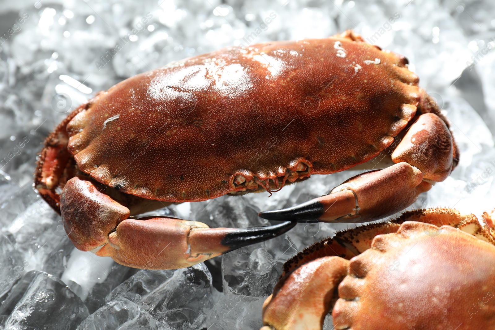 Photo of Delicious boiled crab on ice cubes, closeup